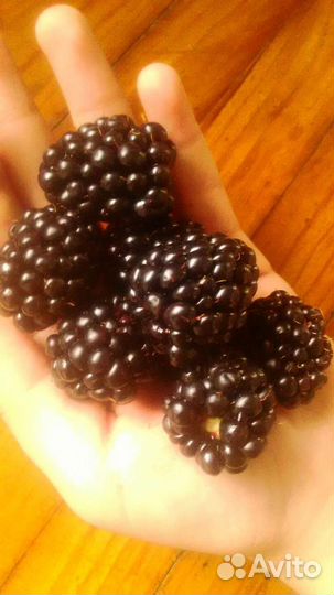 Ежевика садовая/без шипов