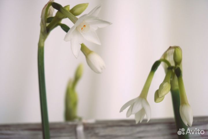 Весення композиция луковичных в ящике