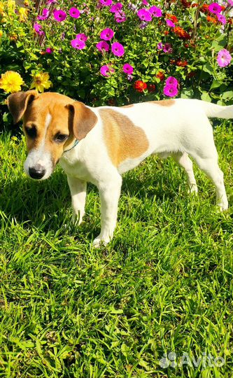 Щенок 7 месяцев