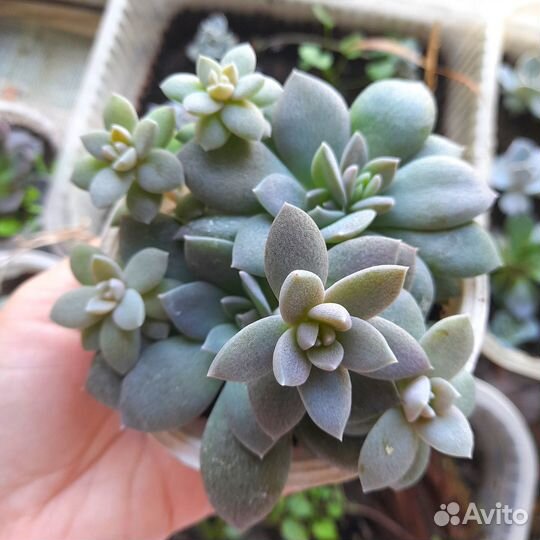 Композиция с эчивериями