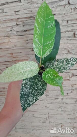 Фикусы разные