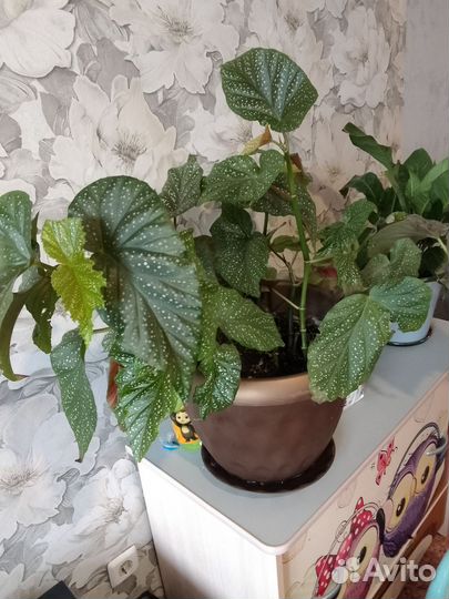 Замиокулькас