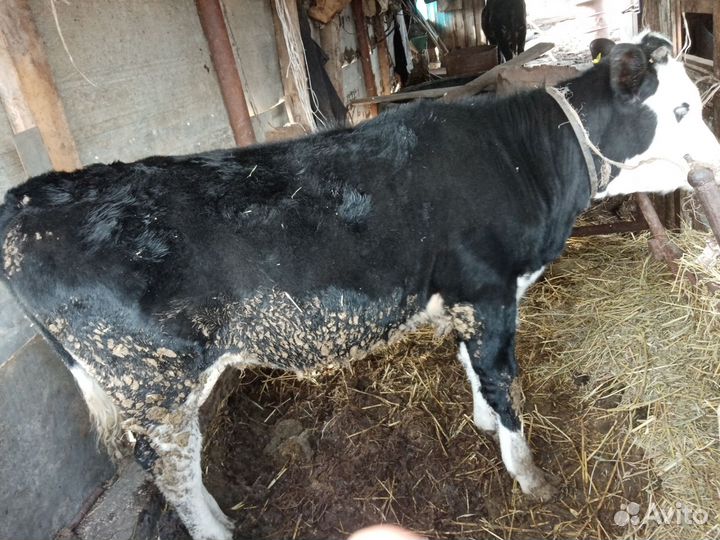 Телка, поросята