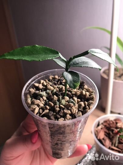 Цитрусовое растение (свити)