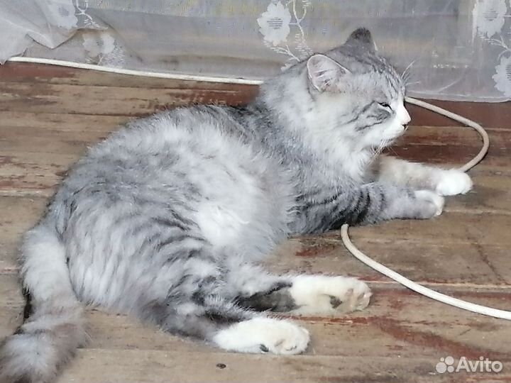 Кот Сёма