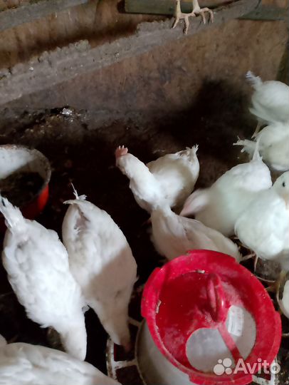 Петух леггорн