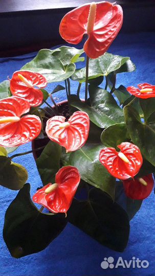 Роза,Антуриум, Фикус и декабрист