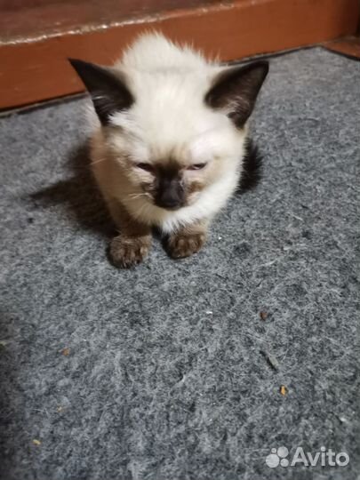 Тайские котята