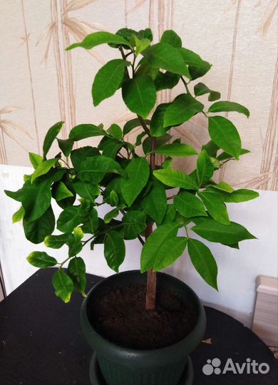 Лимонное дерево