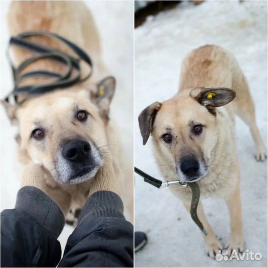 Пёс Рэд ищет дом