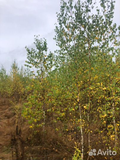 Береза оптом