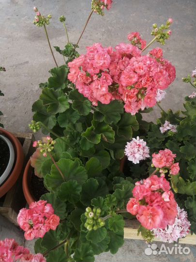 Пеларгония герань