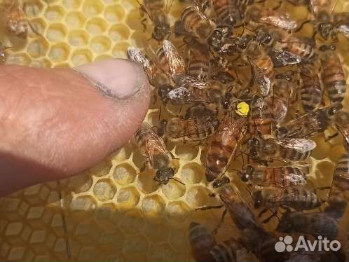 Матки плодные