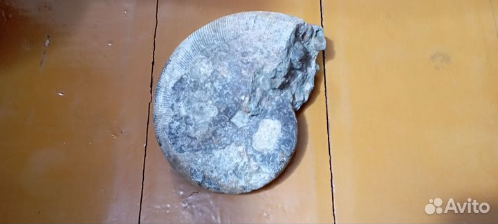 Окаменелый аммонит