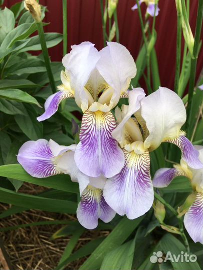 Ирисы
