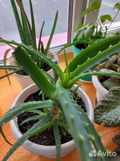 Гиппиаструм, герань, алоэ, декабрист, мята, хлороф