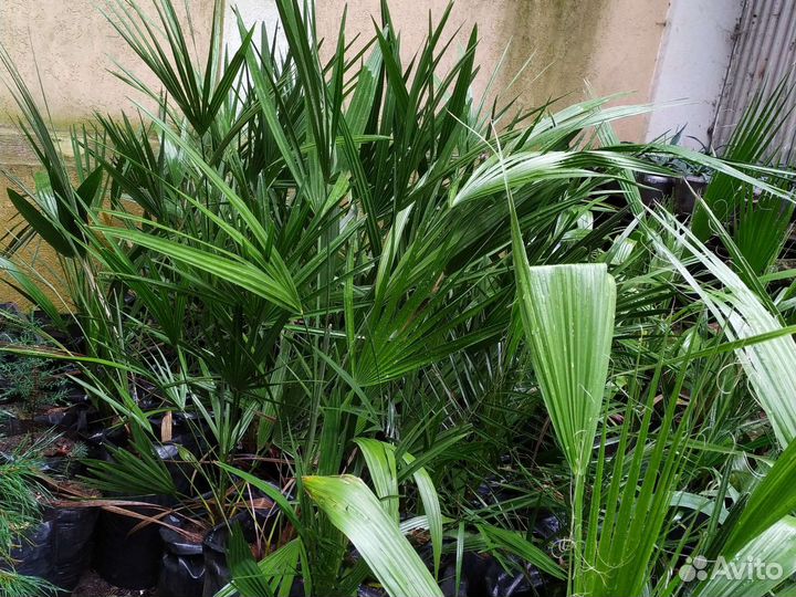 Пальма Трахикарпус