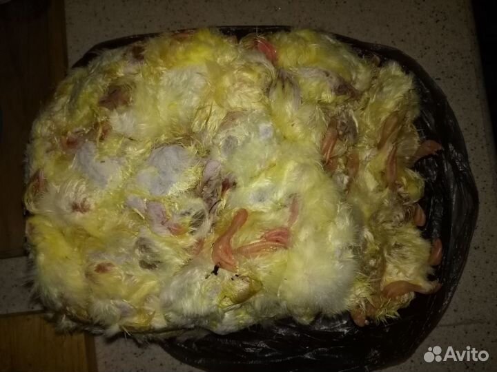 Корм для животных суточные цыплята замороженные