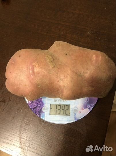 Семенной картофель