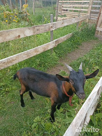 Чешские козлики