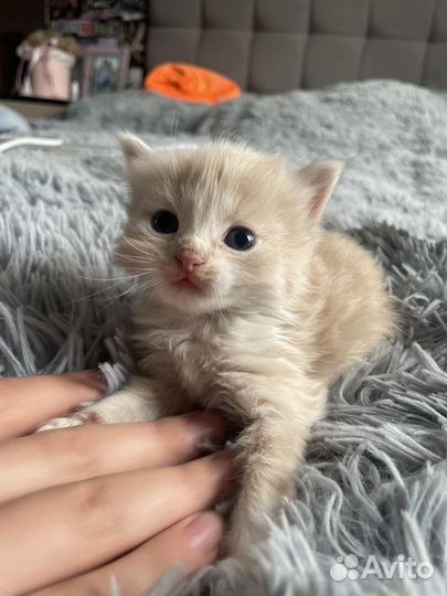 Британские котята
