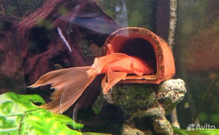 Анциструсы Вуаль Суперред, Желтый альбинос, Снежок