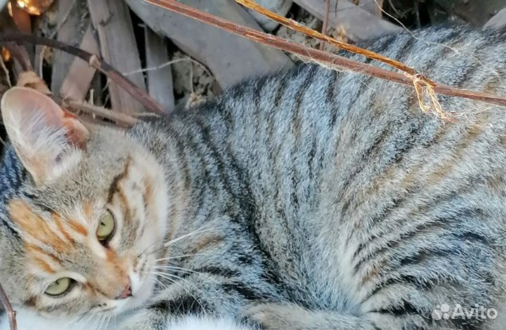 Котята в добрые руки3месяца