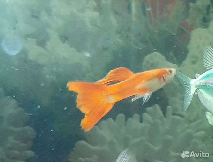 Гуппи взрослые