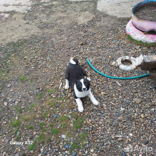 Собаки щенки