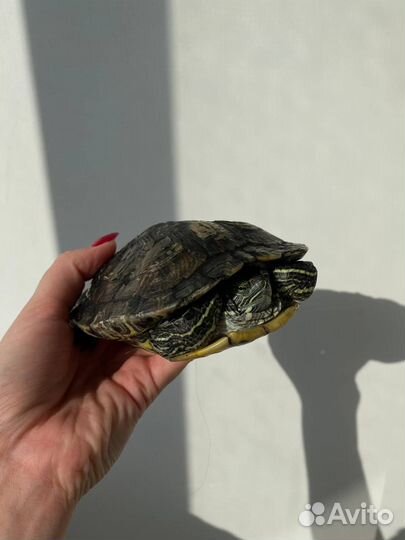 Черепашка в добрые руки