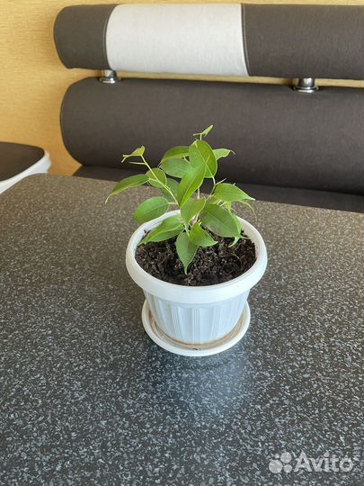 Комнатные растения