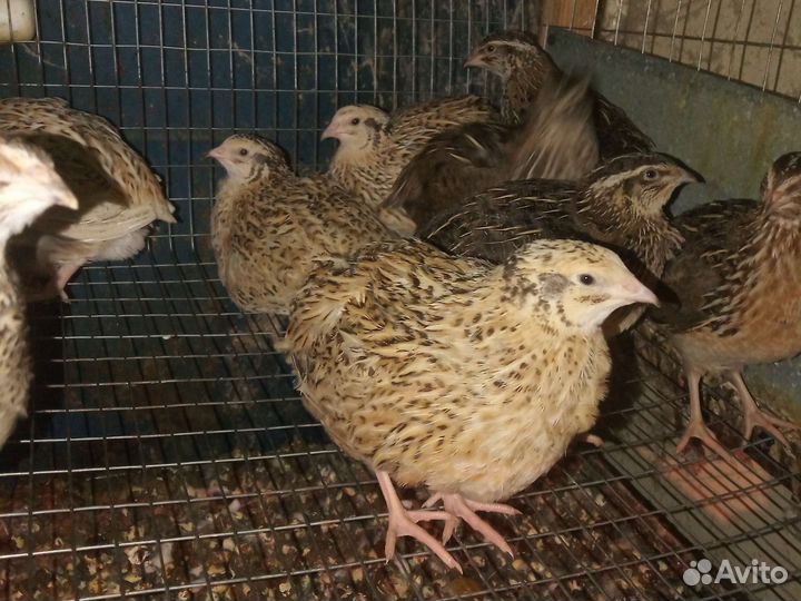 Перепела несушки