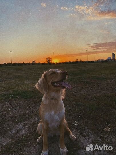 Метис спаниеля
