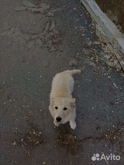 Двортерьер