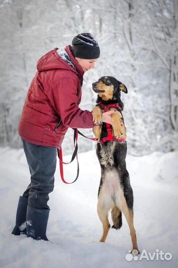 Собака ищет дом