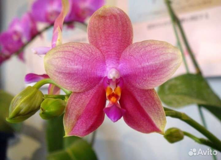 Орхидея ароматная, фаленопсис Лиодоро Liodoro