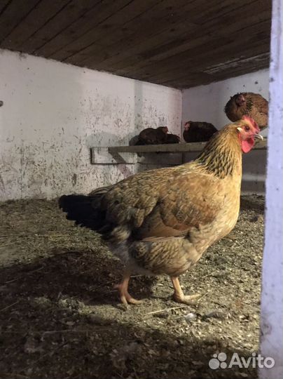 Инкубационное яйцо Кучинская юбилейная