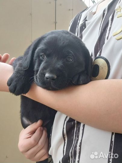 Щенки лабрадора