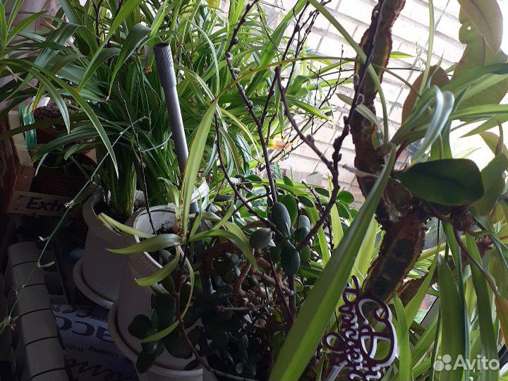 Денежное дерево-Толстянка и кислица цветы