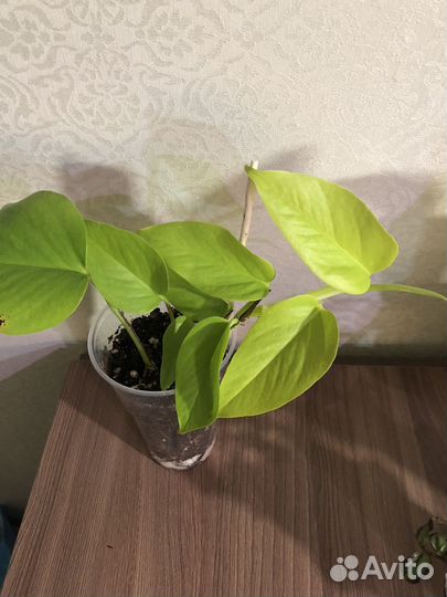 Сингониум холодное сердце