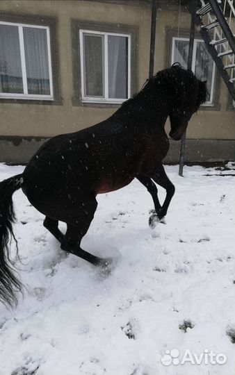 Лошадь жеребец