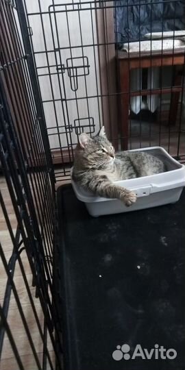 Ищем хорошие руки