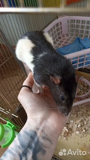 Зоогостиница передержка