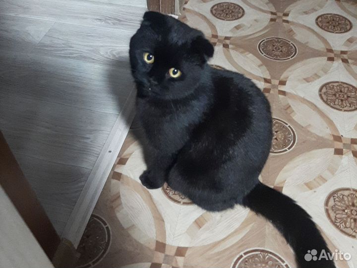 Шотландский веслоухий кот