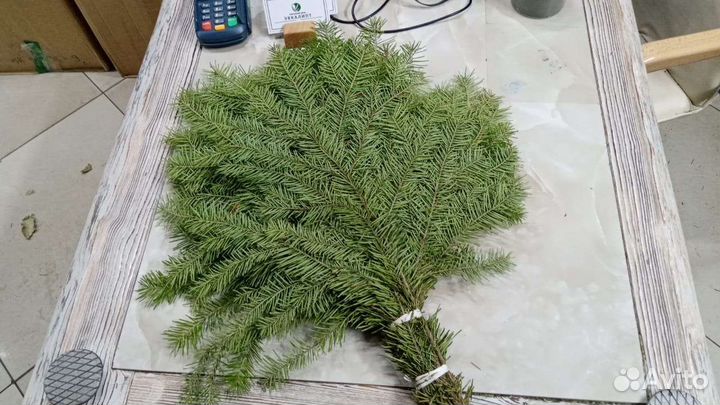 Пихта. Пихтовый веник для бани и банного чана