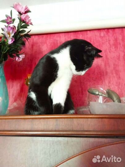 Кошка- охотница