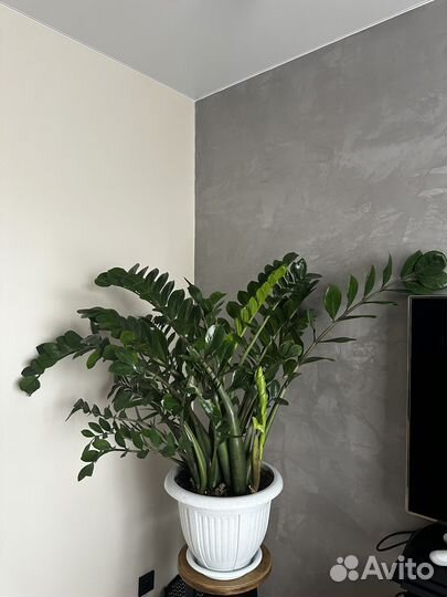 Замиокулькас огромный толстый