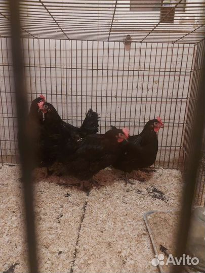 Мараны чёрно-медные Франция(импорт)