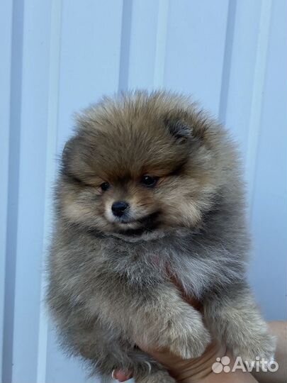 Померанский шпиц