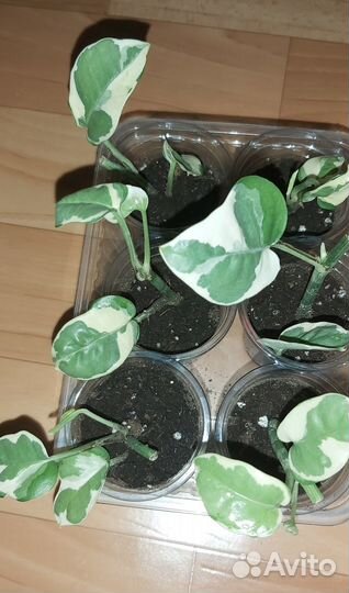 Эпипремнум, эписция, фикус и др